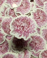 Pink Chrysanthemum Sticker