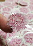 Pink Chrysanthemum Sticker