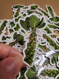 Brussel Sprouts Sticker